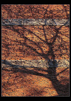 Shadow Tree