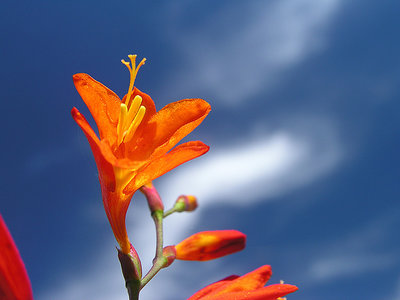 Red Flower - Flor Vermelha