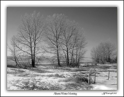 Alberta Winter Morning