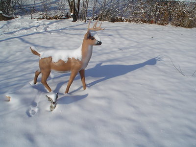 Snow Shadows