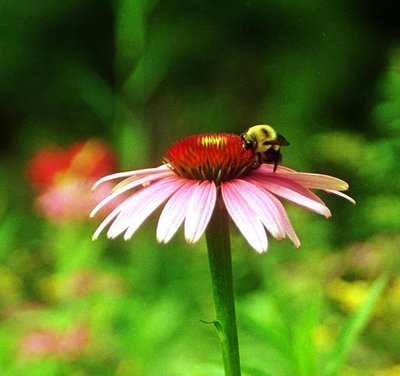 bee on the flower