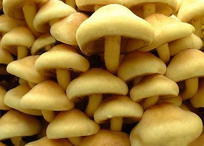 Hypholoma fasciculare