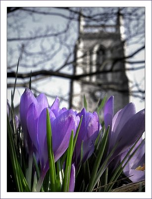 Graveyard Blooms