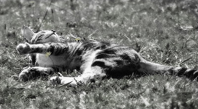 Its a lazy kinda stretchy kinda sunny kinda day for smiling kittens