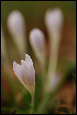 spring's first blooms 