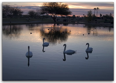 Four Swans A Swiming