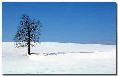 a tree and its shadow