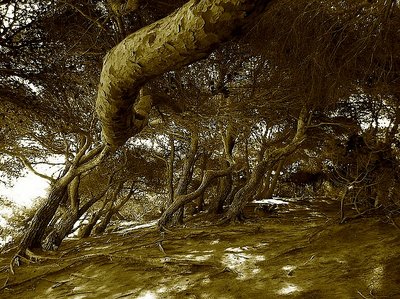 shore wood