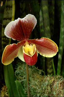 Red and Yellow Orchid