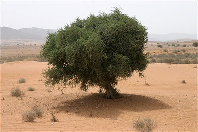 argana tree