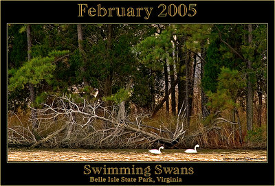  Swimming Swans