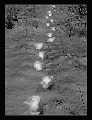 Steps