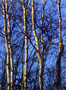 Golden Birch