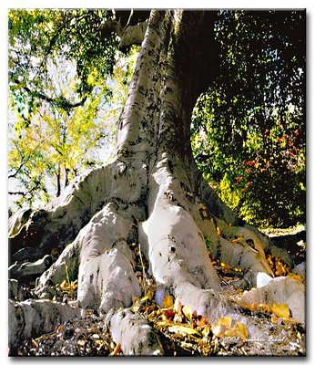 Birch Roots