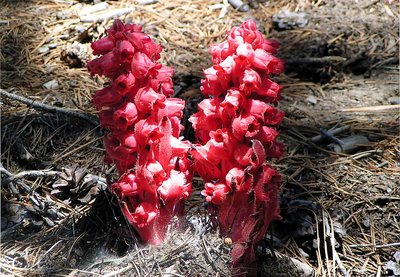 Snow Plant