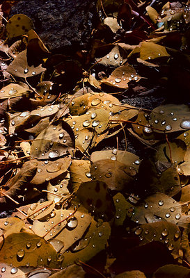 Aspen Leaves - 1975