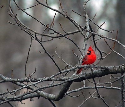 M.Cardinal Fill Flash 50'