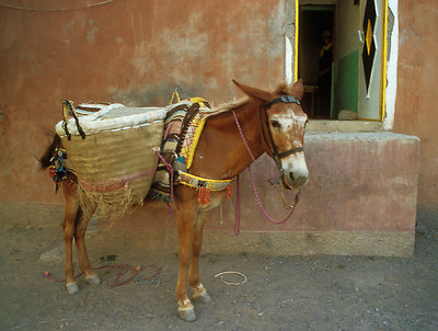 Berber Mule