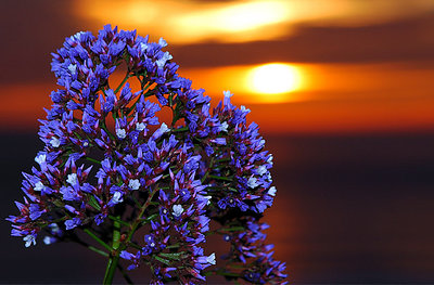 Pismo Beach Flowers at Sunset