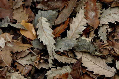 depressed leaves