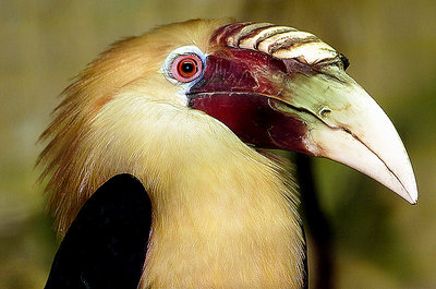 What a bird...