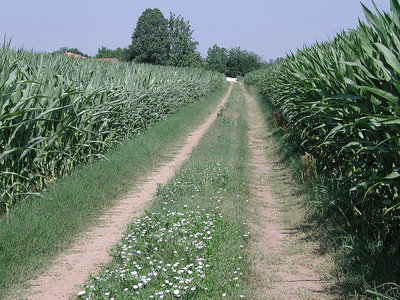 way through fields