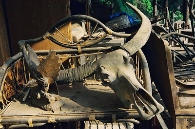 Still Life in Thailand