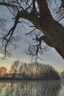 unusual vision of a tree