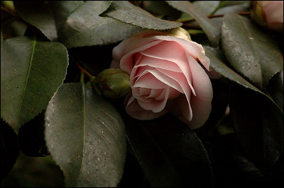 Earthy Rose