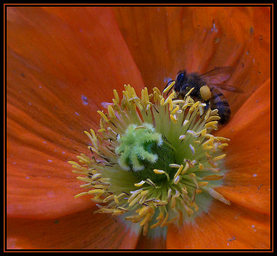 Beeing a Poppy