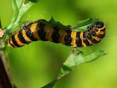 Caterpillar