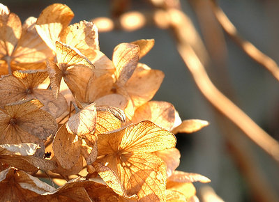 Winter's Withered Princess