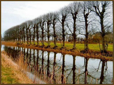 Trees from Ewsum