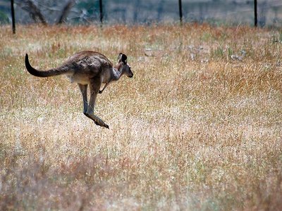 Jumping Roo