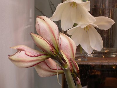 Amaryllis
