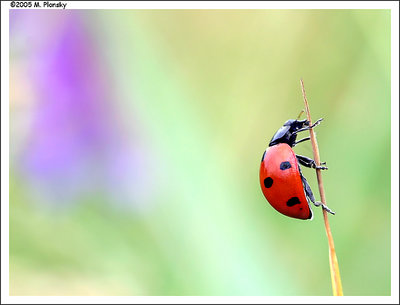 Summer Lady