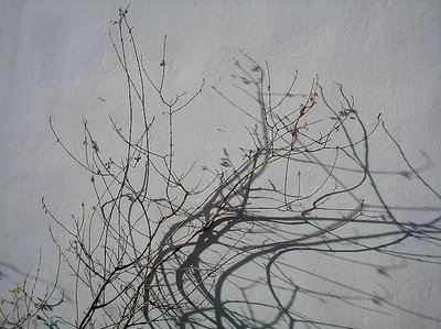 winter plants