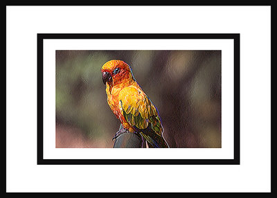 The Parrot   ( O.P.E. )