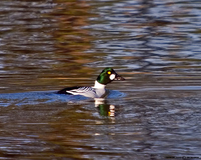 Goldeneye