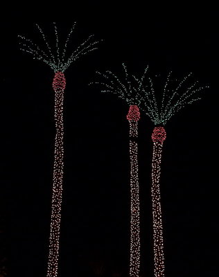 Palms at Night