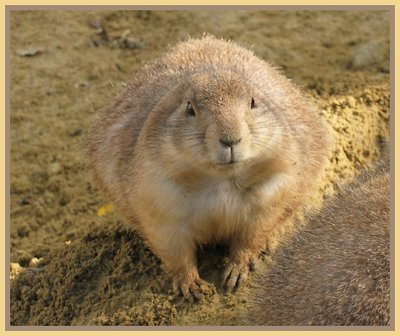 Prairiedog