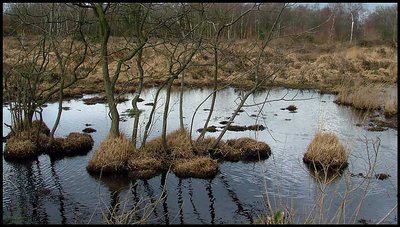 Winter Bog