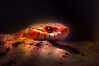 Just a snake..