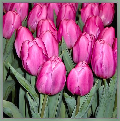 Marne Flora  2(Tulip Show) 