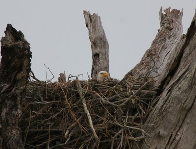 Louisiana Eagle