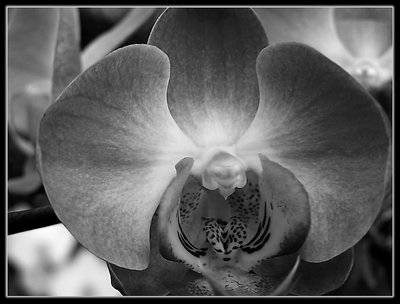 Grey Orchid