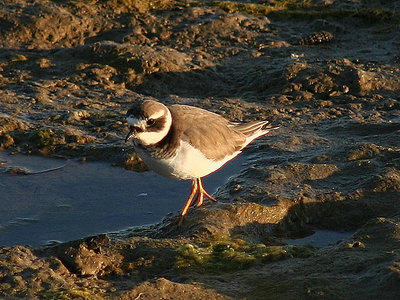 Bird in Ria Formosa
