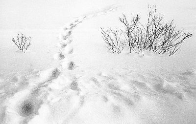 Winter's Walk