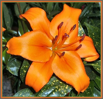 Orange Lily(marne flora)