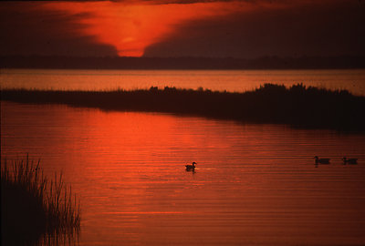 Sunset with Ducks